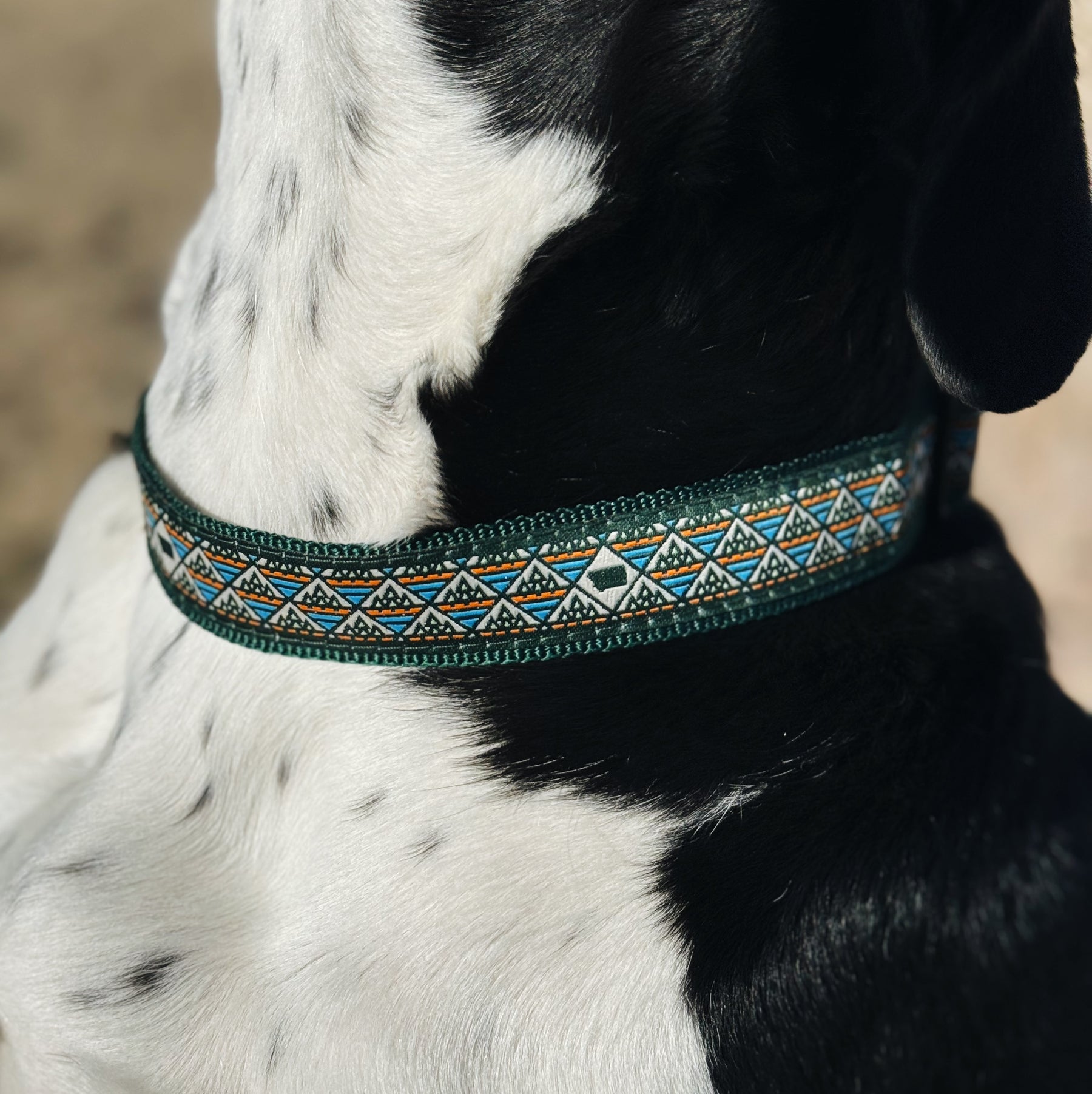 Montana Adventure Dog Collars - MONTANA SHIRT CO.